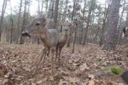wireready_12-24-2020-13-10-25_00002_deer2122320