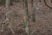 wireready_01-16-2021-12-22-05_00012_deer2021