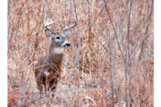wireready_01-17-2021-12-12-10_00024_deerstockimage