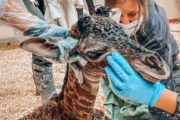babygiraffe_1610966851453_hpmain_16x9_992201