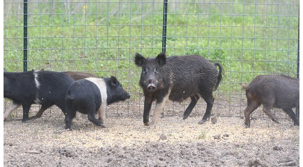 Missouri included in USDA $11.65 million effort to control feral swine - Vimarsana News