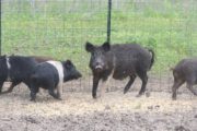 wireready_02-13-2021-23-10-04_00145_feralhogs