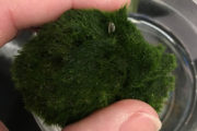wireready_03-06-2021-12-14-25_00228_mosswithzebramusselweb