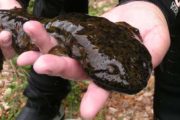 wireready_03-09-2021-20-54-05_00259_hellbender
