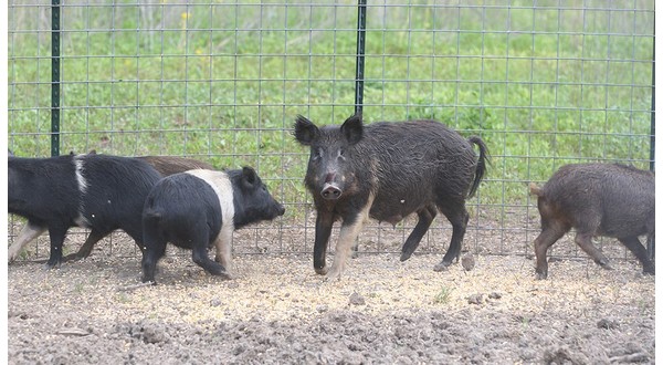 funds-available-for-feral-hog-eradication-near-buffalo-river-ktlo