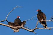 wireready_03-25-2021-15-26-04_00002_vultures
