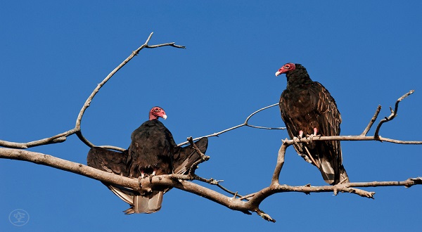 Missouri Farm Bureau announces black vulture depredation permit | KTLO