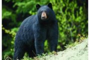 wireready_03-27-2021-18-40-05_00064_bear32721