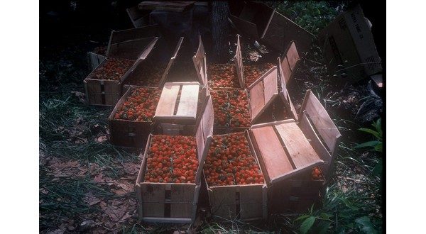wireready_03-28-2021-11-16-10_00046_strawberries