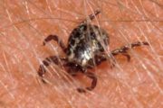 wireready_03-31-2021-14-44-04_00094_dogtick