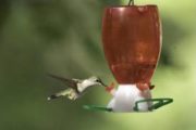 wireready_04-03-2021-10-52-22_00169_hummingbird