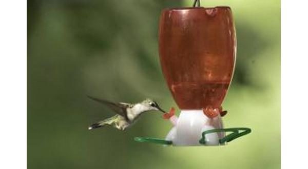 wireready_04-03-2021-10-52-22_00169_hummingbird