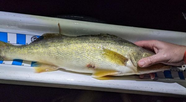 Fisheries biologists collaborate on walleye study - Vimarsana News