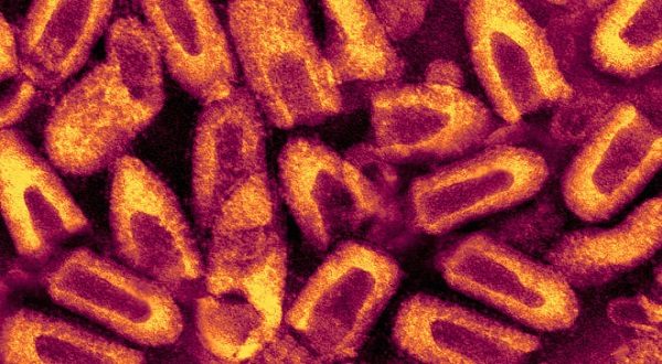 wireready_04-07-2021-09-16-17_00102_rabies