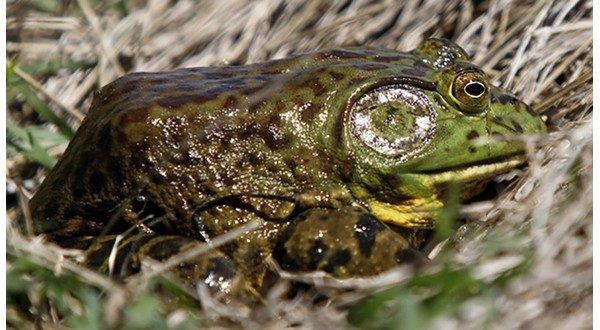 Frog-gigging season open in Arkansas