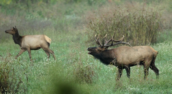Applications being accepted for Arkansas elk hunting permits - Vimarsana News