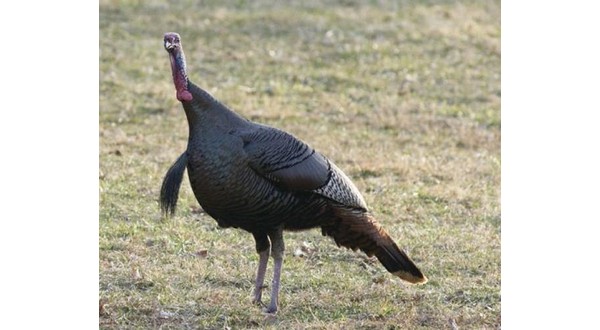 State's turkey season concludes with more than 7,000 birds checked - Vimarsana News