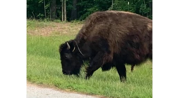 Herd of buffalo seen wandering Arkansas neighborhood - Vimarsana News