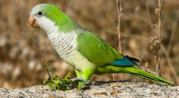 wireready_05-30-2021-11-18-03_00017_exoticbirds