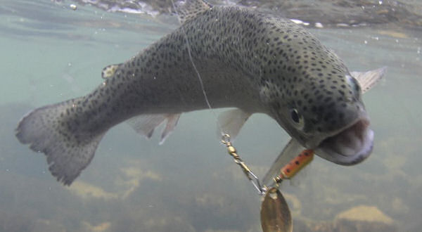 Governor sets date for Free Fishing Weekend - Vimarsana News