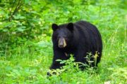 wireready_06-04-2021-09-30-11_00145_moblackbear
