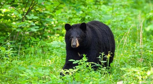 wireready_06-04-2021-09-30-11_00145_moblackbear
