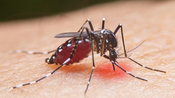 wireready_06-26-2021-11-28-21_00021_mosquitos