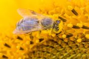 wireready_06-28-2021-10-14-04_00047_honeybee