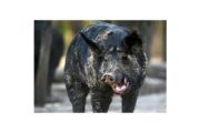 wireready_07-04-2021-11-18-03_00078_feralhog