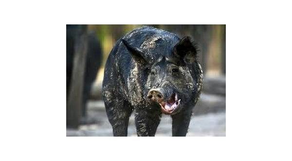 wireready_07-04-2021-11-18-03_00078_feralhog