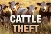 wireready_07-11-2021-11-42-12_00008_cattletheft