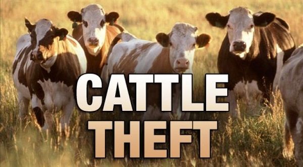 wireready_07-11-2021-11-42-12_00008_cattletheft