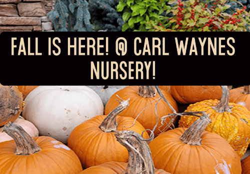 It's Fall, Y'all! - Vimarsana News
