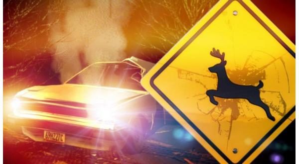 wireready_11-03-2021-22-34-03_00055_deercrash