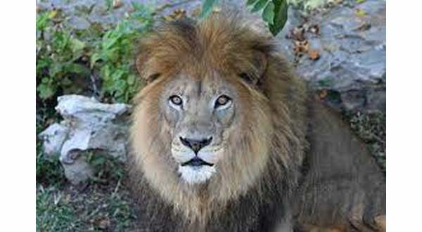 wireready_11-12-2021-20-06-03_00174_bigcat