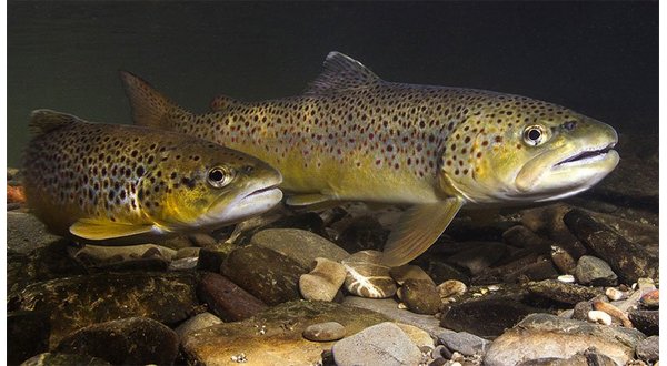 Don't tread on the redd - Vimarsana News