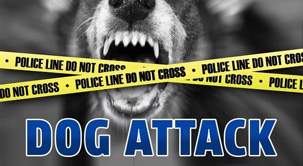 wireready_12-08-2021-17-10-02_00286_dogattack