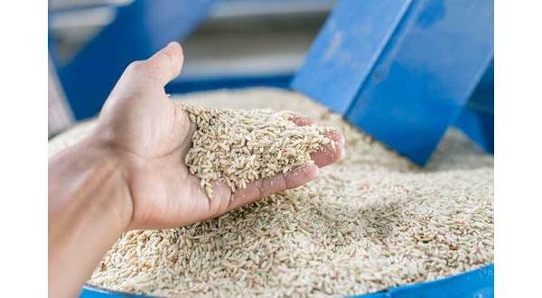 wireready_12-08-2021-21-08-02_00298_rice2
