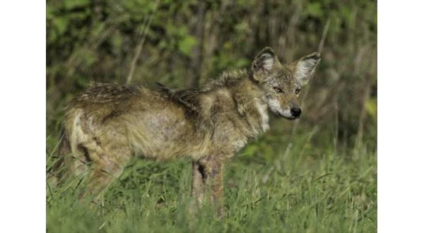 MDC proposes expanding furbearer hunting, trapping seasons - Vimarsana News