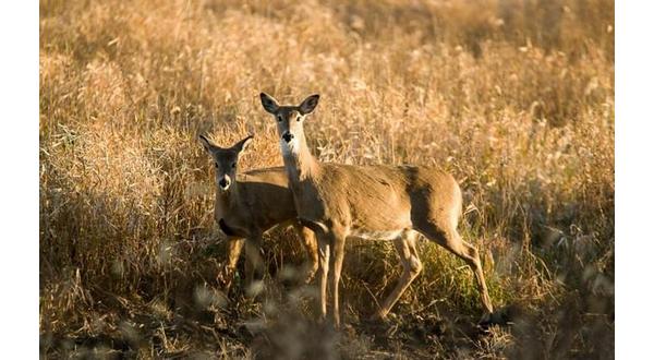 MDC reports 14,896 deer harvested during antlerless portion - Vimarsana News