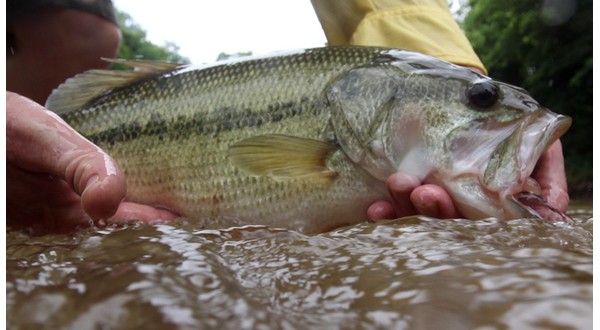 AGFC evaluating largemouth, smallmouth bass length limits on Norfork ...