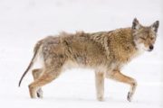 wireready_02-21-2022-22-12-03_00153_coyote
