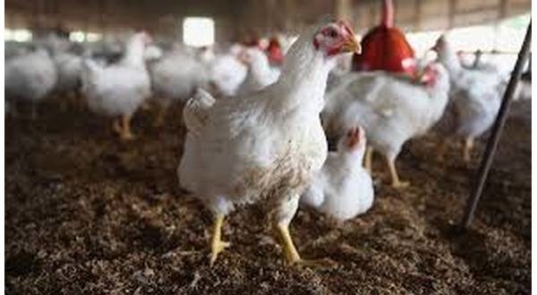 wireready_03-04-2022-20-14-02_00070_chickens