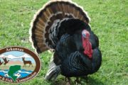 wireready_03-17-2022-09-50-08_00020_agfcintrototurkeyhunting