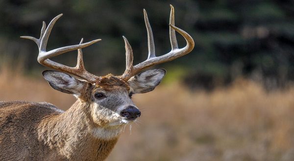 wireready_04-28-2022-15-26-04_00173_deer