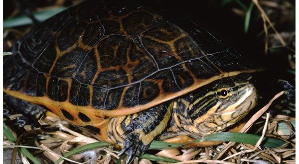 wireready_05-02-2022-23-30-03_00197_westernchickenturtle