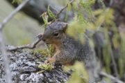 wireready_05-14-2022-13-04-04_00035_agfcsquirrel