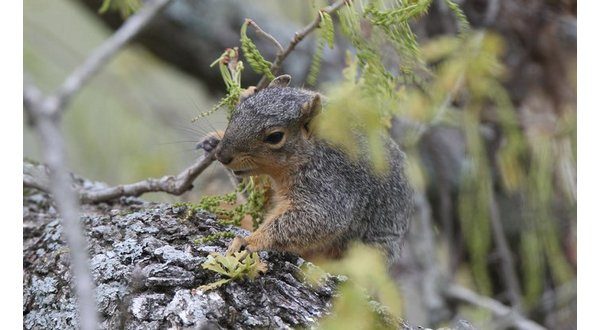 wireready_05-14-2022-13-04-04_00035_agfcsquirrel