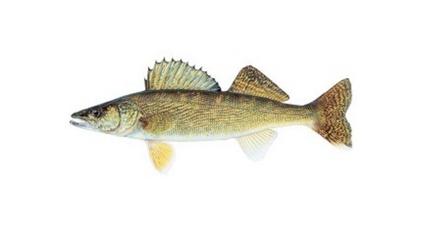 Walleye telemetry study continues on Bull Shoals Lake - Vimarsana News