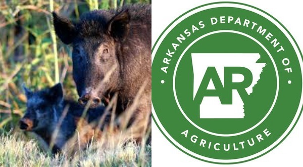 Additional funds aid efforts of feral hog removal from Arkansas - Vimarsana News